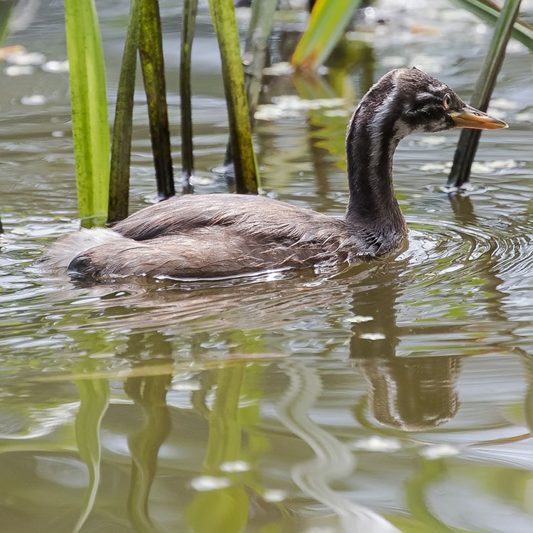 Little Grebe, Tachybaptus ruficollis, Smådopping, นกเป็ดผีเล็ก