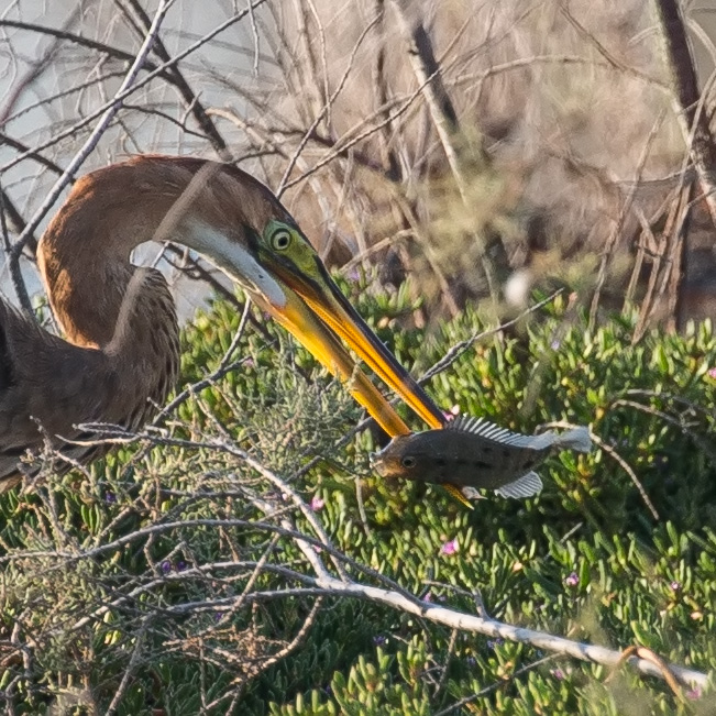 Purple Heron, Ardea purpurea, นกกระสาแดง