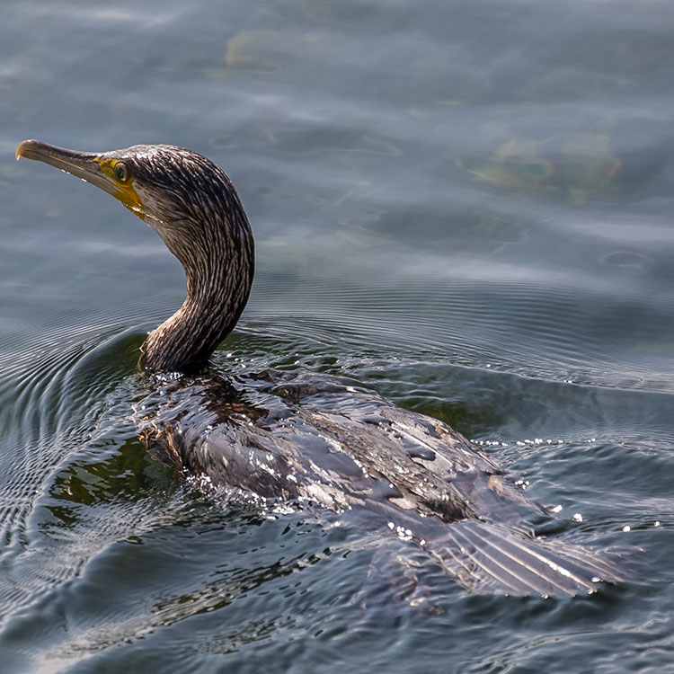 Great Cormorant, Phalacrocorax carbo, जलेवा, Great Black Cormorant, Storskarv