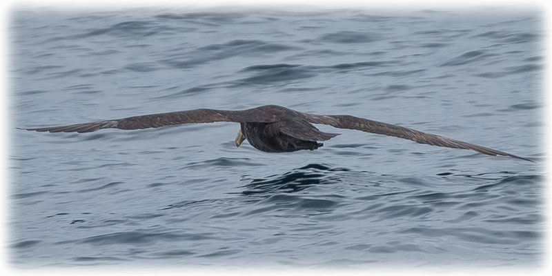 Flesh-footed Shearwater, Ardenna carneipes; formerly Puffinus carneipes