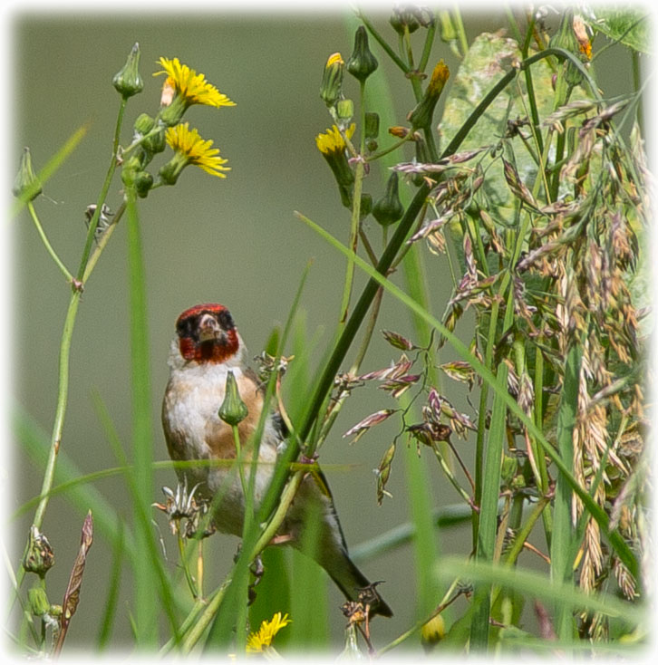 European Goldfinch or Goldfinch, Carduelis carduelis, Steglits