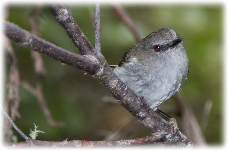 Grey Warbler, Gerygone igata