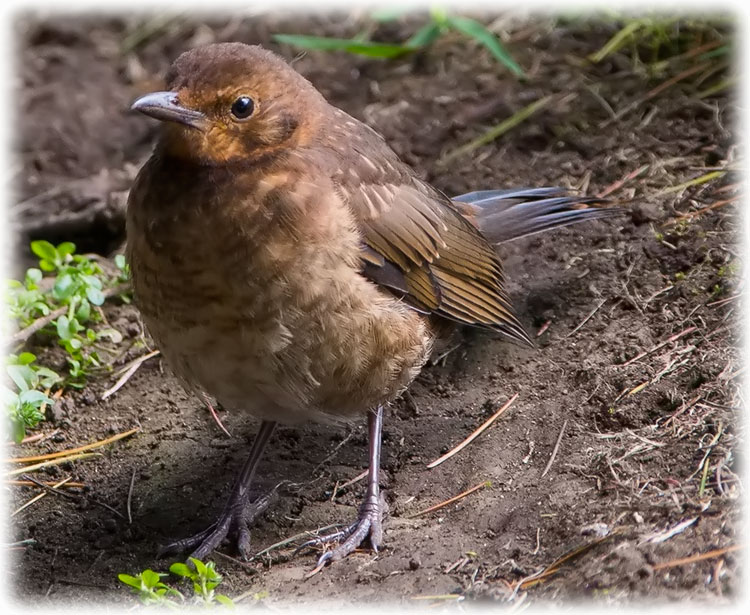 Juvenile Common Blackbird, Turdus merula