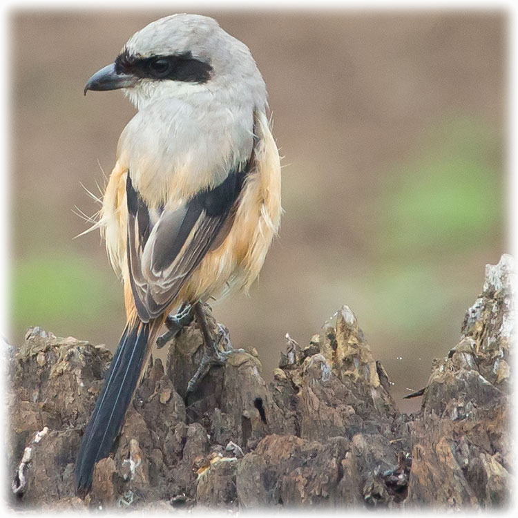 Long-tailed Shrike, Lanius schach