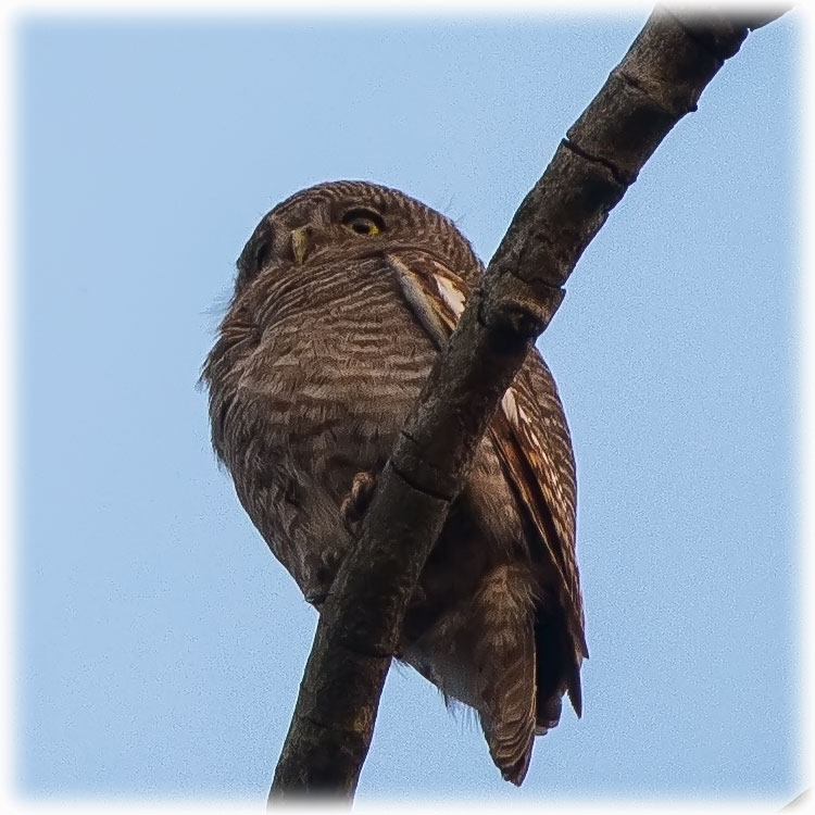 Jungle Owlet, Barred Jungle Owlet, डुन्डुल, Glaucidium radiatum