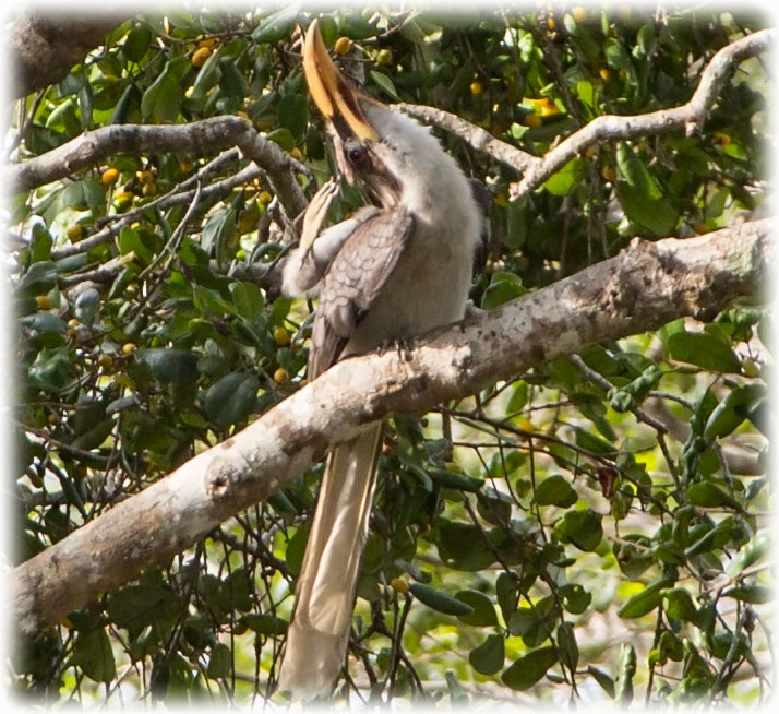 Sri Lanka Grey Hornbill, Ocyceros gingalensis