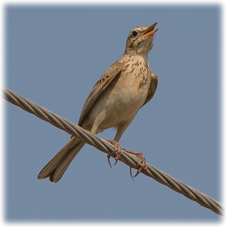 Paddyfield Pipit or Oriental Pipit, Anthus rufulus