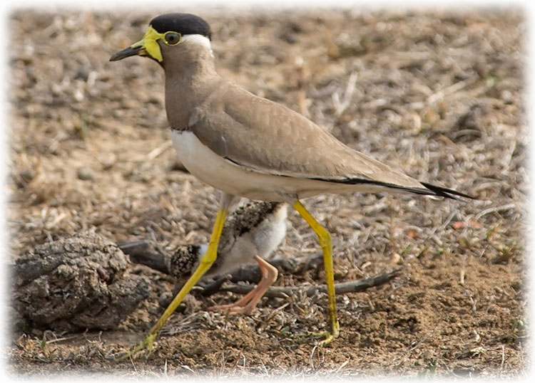 Yellow-wattled Lapwing - Vanellus malabaricus