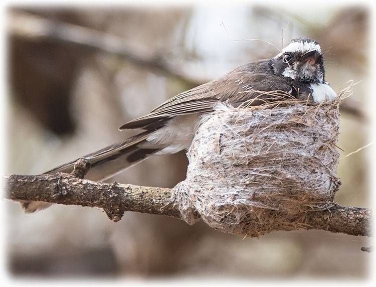 White-browed Fantail, Rhipidura aureola