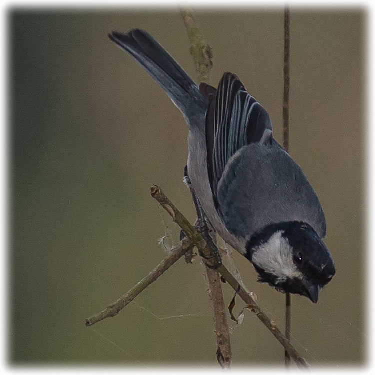 Great Tit, Parus major, चिचिल्कोटे, Talgoxe