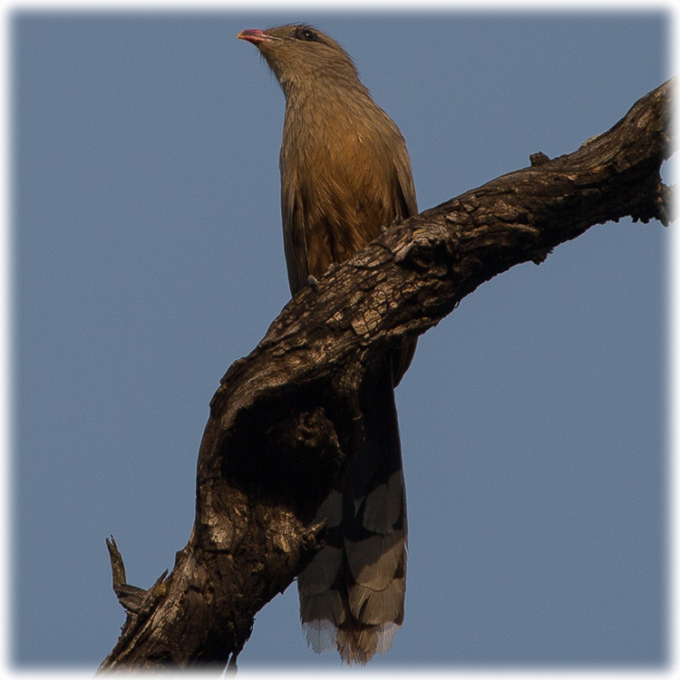 Sirkeer Malkoha or Sirkeer Cuckoo, न्याउरी मालकौवा, Phaenicophaeus leschenaultii