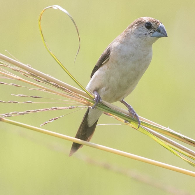 Indian Silverbill or White-throated Munia, Euodice malabarica