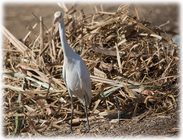 Cattle Egret, Bubulcus ibis