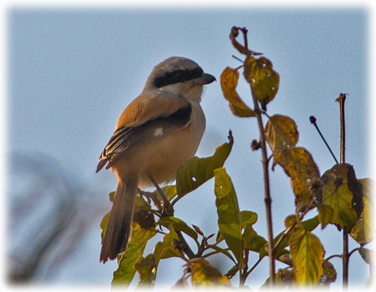 Long-tailed Shrike, Lanius schach