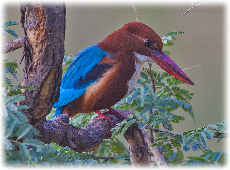 White-throated Kingfisher, White-breasted Kingfisher, Halcyon smyrnensis, นกกะเต็นอกขาว