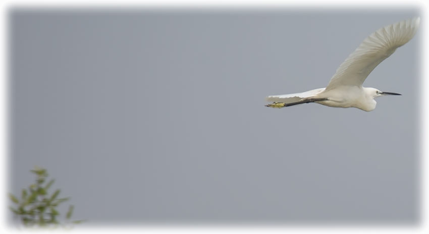 Little Egret