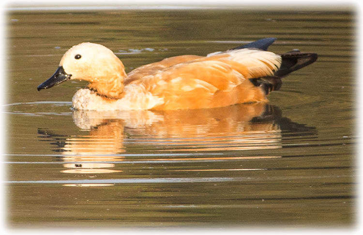 Ruddy shelduck, Brahminy duck, चखेवा, Tadorna ferruginea