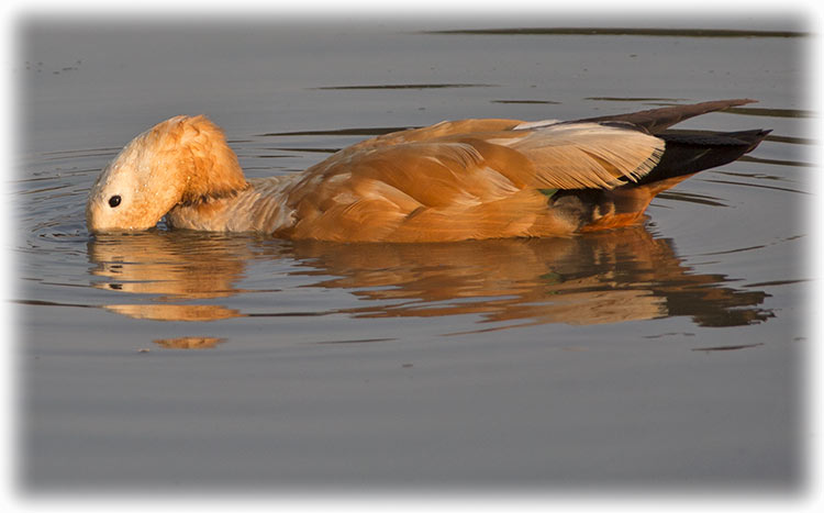 Ruddy shelduck, Brahminy duck, Tadorna ferruginea