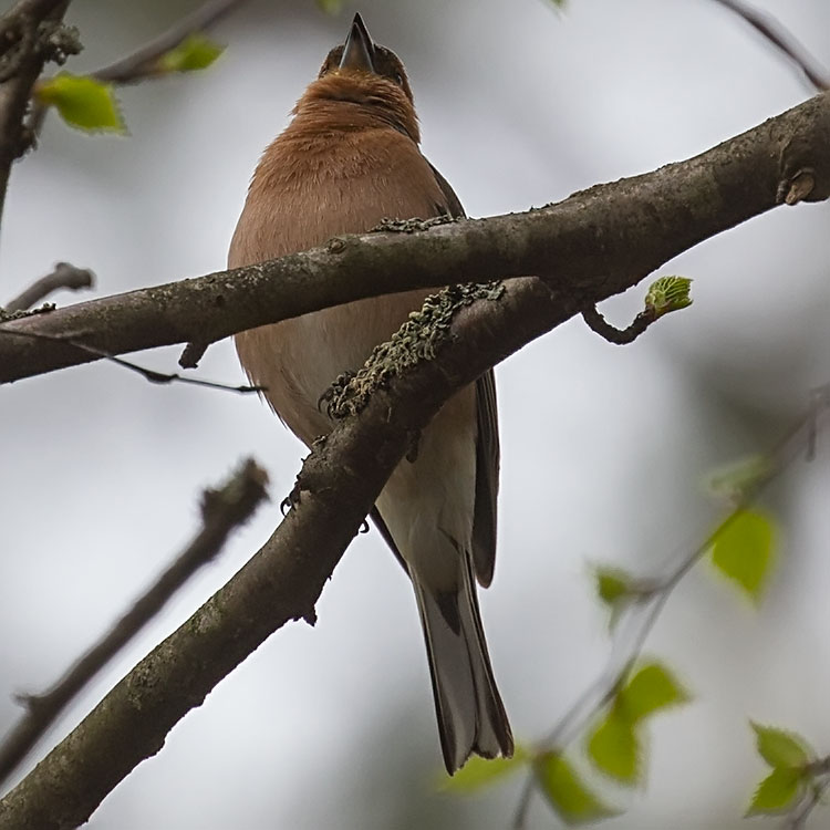 Common Chaffinch, Fringilla coelebs, Bofink