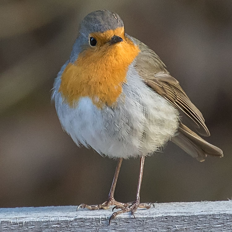 European Robin, Erithacus rubecula, Robin or Robin Redbreast, Rödhake