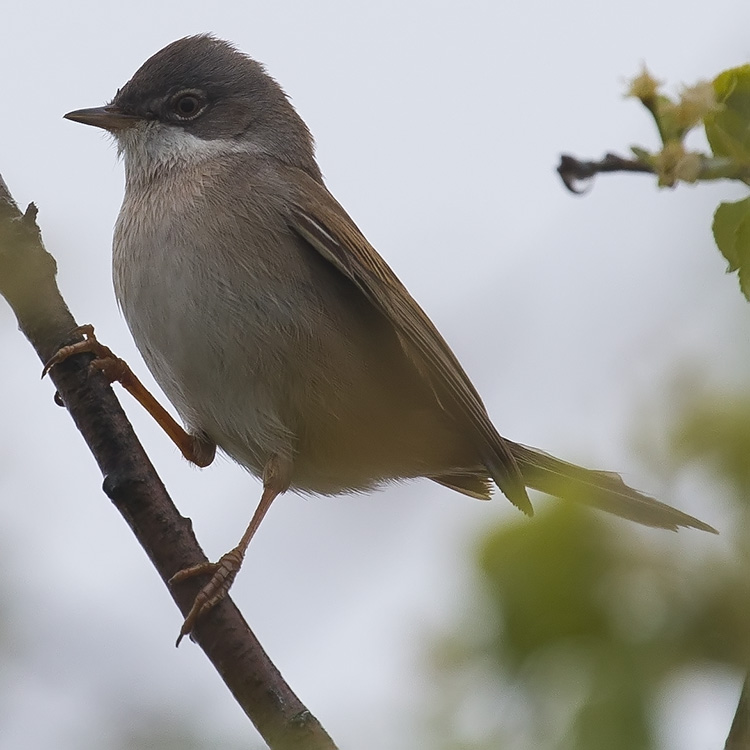 Common Whitethroat, Sylvia communis, Törnsångare