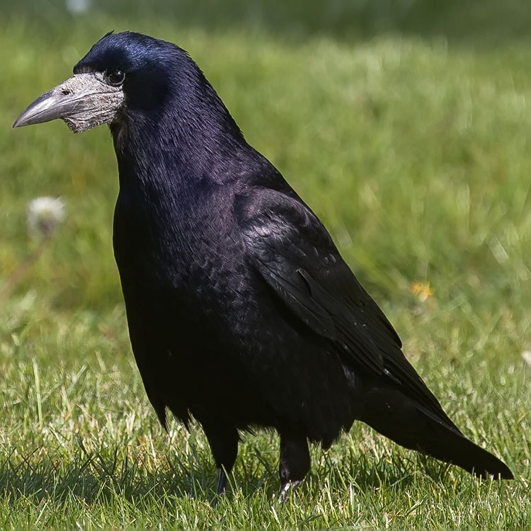 Rook, Corvus frugilegus, Råka