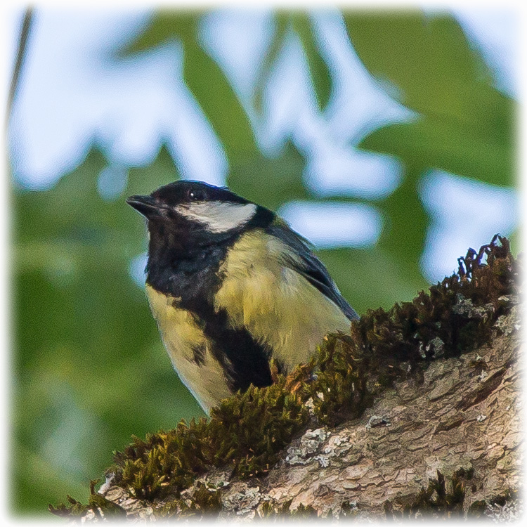 Great Tit, Parus major, चिचिल्कोटे, Talgoxe