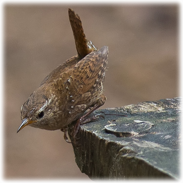 Eurasian Wren, Troglodytes troglodytes, Gärdsmyg