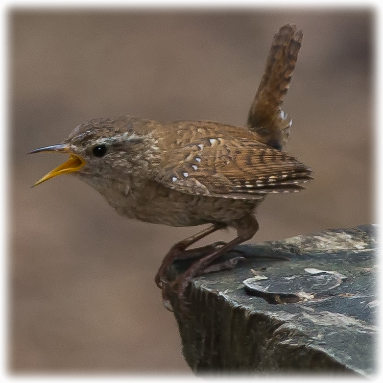 Eurasian Wren, Troglodytes troglodytes, Gärdsmyg