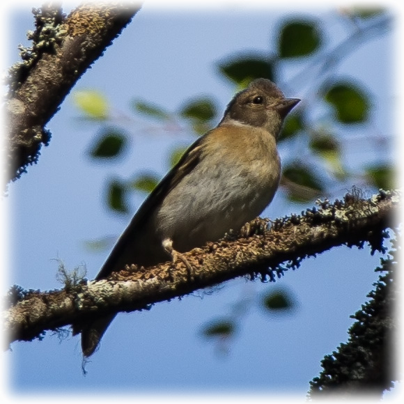 Brambling, Fringilla montifringilla, Bergsfink