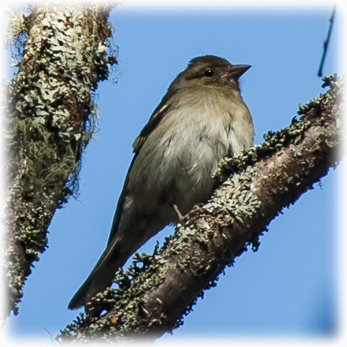 Brambling, Fringilla montifringilla, Bergsfink