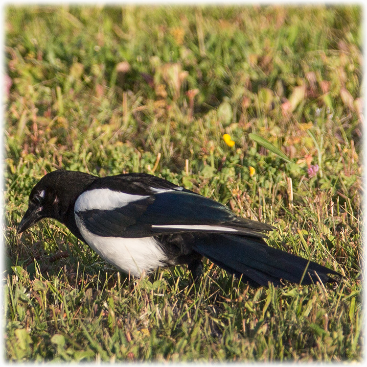 Eurasian Magpie, Common Magpie, Pica pica, Skata