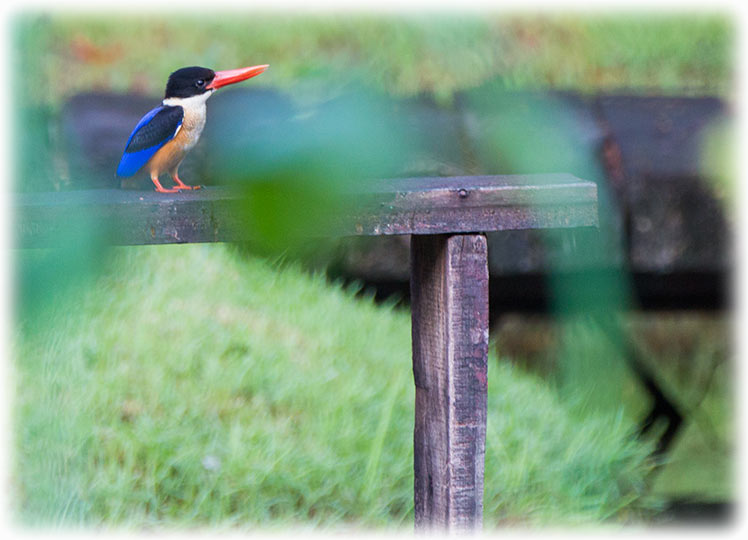 Black-capped Kingfisher, Halcyon pileata, นกกะเต็นหัวดำ