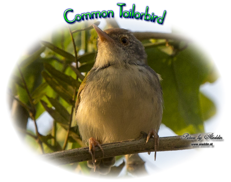 Common Tailorbird, Orthotomus sutorius, นกกระจิบธรรมดา