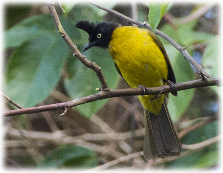 Black-crested Bulbul, Pycnonotus flaviventris, นกปรอดเหลืองหัวจุก