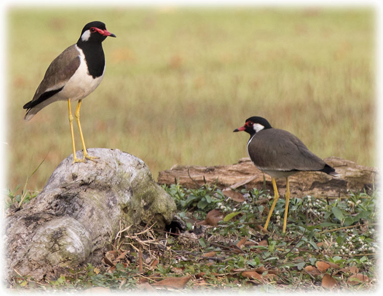 Red-wattled Lapwing, นกกระแตแต้แว้ด, Vanellus indicus