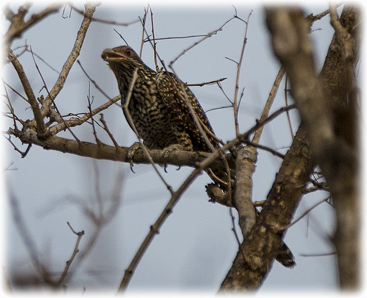 Asian Koel, Eudynamys scolopaceus, นกกาเหว่า