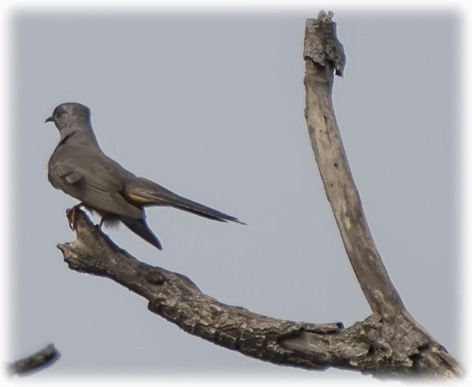 Plaintive Cuckoo, Cacomantis merulinus, นกอีวาบตั๊กแตน