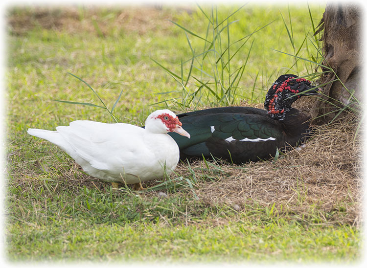 Muscovy duck, Cairina moschata