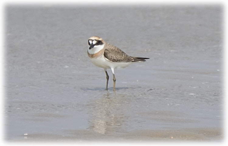 Greater Sand Plover, Charadrius leschenaultii, นกหัวโตทรายใหญ่