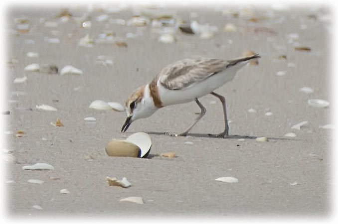 Greater Sand Plover, Charadrius leschenaultii, นกหัวโตทรายใหญ่