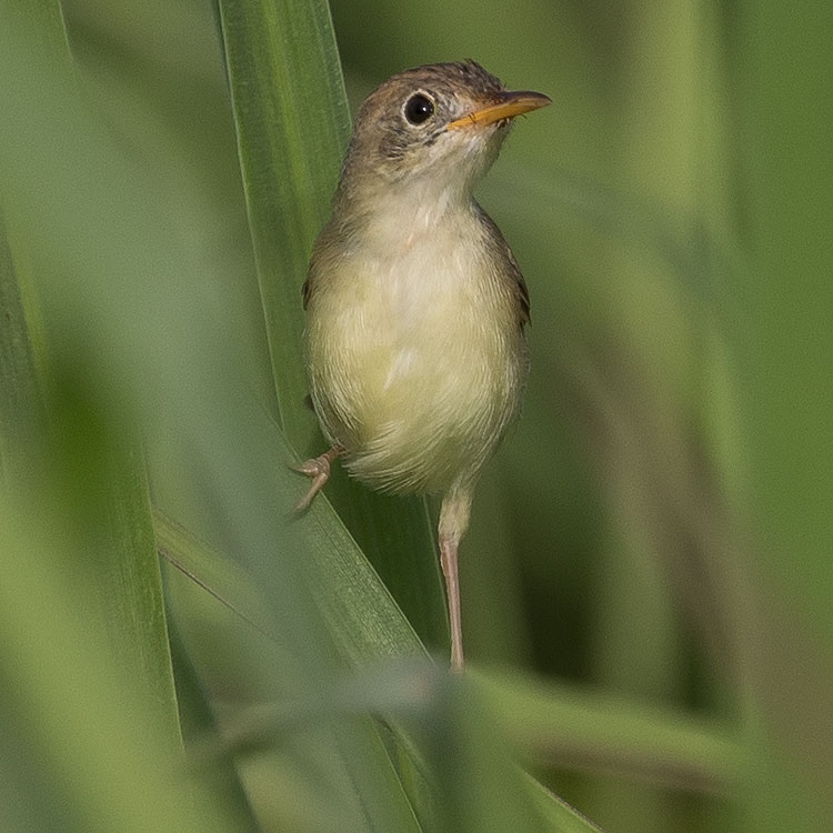 Golden-headed Cisticola, Cisticola exilis, Bright-capped Cisticola, นกยอดข้าวหางแพนหัวแดง