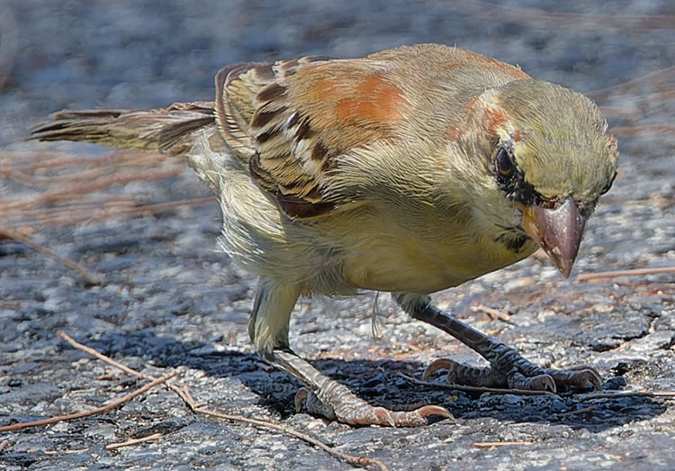 Plain-backed Sparrow, Passer flaveolus, Pegu Sparrow, Olive-backed sparrow, นกกระจอกตาล