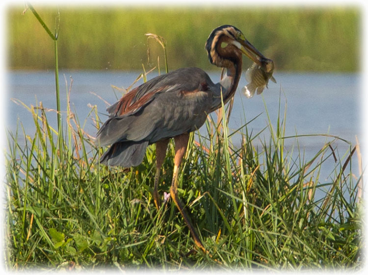 Purple Heron, Ardea purpurea, นกกระสาแดง