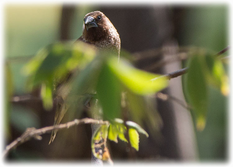 Scaly-breasted Munia, Lonchura punctulata, นกกระติ๊ดขี้หมู, Spotted Munia