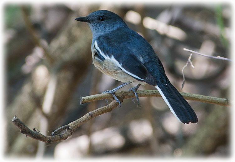 Oriental Magpie Robin, Copsychus saularis, นกกางเขนบ้าน