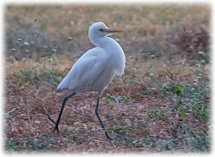 Eastern Cattle Egret, Bubulcus coromandus, นกยางควาย