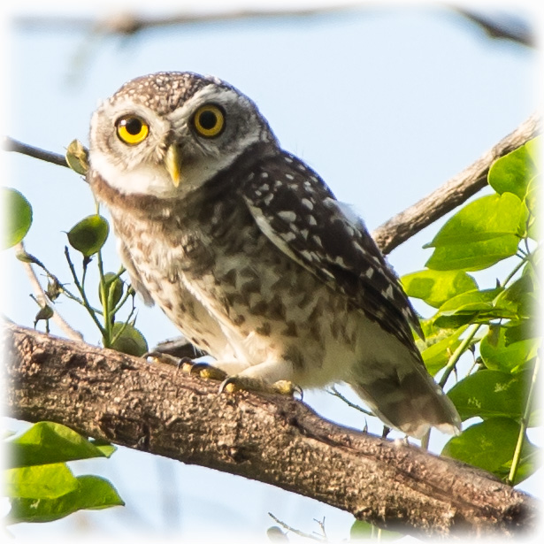 Spotted Owlet, Athene brama, นกเค้าจุด