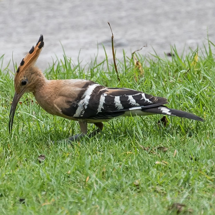 Eurasian Hoopoe, फाप्रे चरा, Upupa epops, นกกะรางหัวขวาน