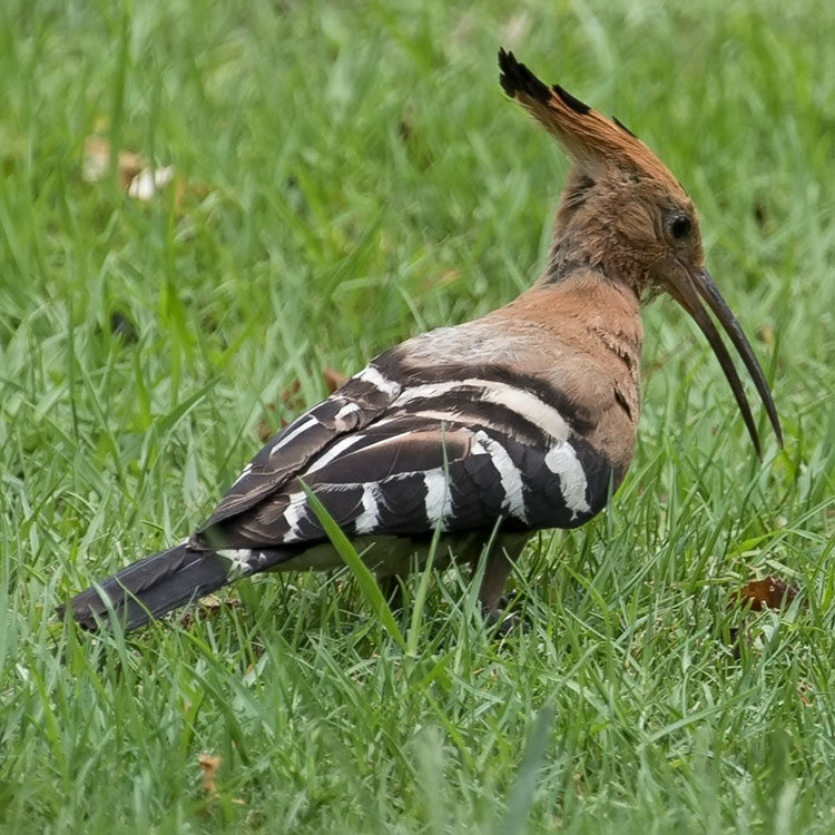 Eurasian Hoopoe, फाप्रे चरा, Upupa epops, นกกะรางหัวขวาน